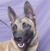 adoptable Dog in  named TONYA