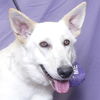 adoptable Dog in ukiah, CA named SHEBA
