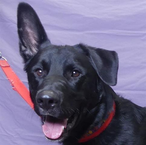 adoptable Dog in Ukiah, CA named DUKE
