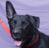 adoptable Dog in Ukiah, CA named DUKE
