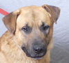 adoptable Dog in ukiah, CA named RED