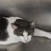 adoptable Cat in ukiah, CA named KELLY