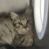 adoptable Cat in ukiah, CA named A209608