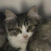 adoptable Cat in ukiah, CA named A209609