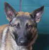 adoptable Dog in ukiah, CA named BINGO