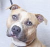 adoptable Dog in ukiah, CA named BEN