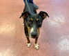 adoptable Dog in ukiah, CA named TOBY