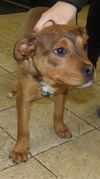 adoptable Dog in ukiah, CA named SANFORD