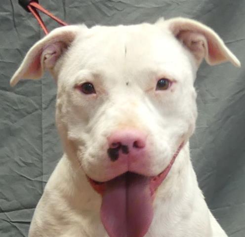 ASPEN - Pit Bull Terrier available for adoption