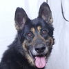 adoptable Dog in Ukiah, CA named CHARLES