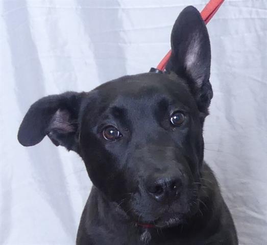 adoptable Dog in Ukiah, CA named SMOKEY