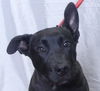 adoptable Dog in ukiah, CA named SMOKEY