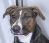 adoptable Dog in  named PRADA