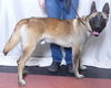 adoptable Dog in  named TIAGO