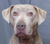 adoptable Dog in  named LOLA
