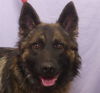 adoptable Dog in ukiah, CA named RANGER