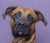 adoptable Dog in  named ROCKY