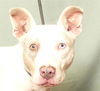 adoptable Dog in ukiah, CA named TESS