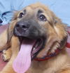 adoptable Dog in  named KIWI