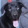adoptable Dog in ukiah, CA named AVOCADO