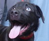 adoptable Dog in ukiah, CA named GUAVA