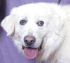 adoptable Dog in ukiah, CA named BONNIE