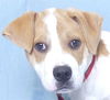 adoptable Dog in  named CHESTER