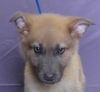 adoptable Dog in ukiah, CA named BREZZY