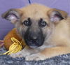 adoptable Dog in ukiah, CA named GUSTY