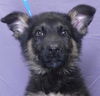 adoptable Dog in ukiah, CA named STORMY