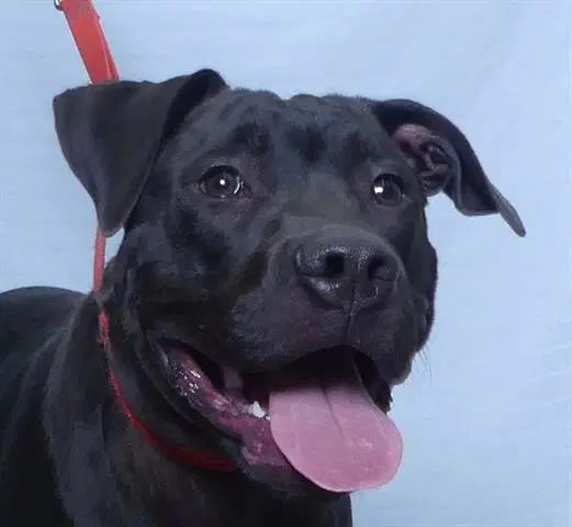 Knight - Cane Corso Mastiff