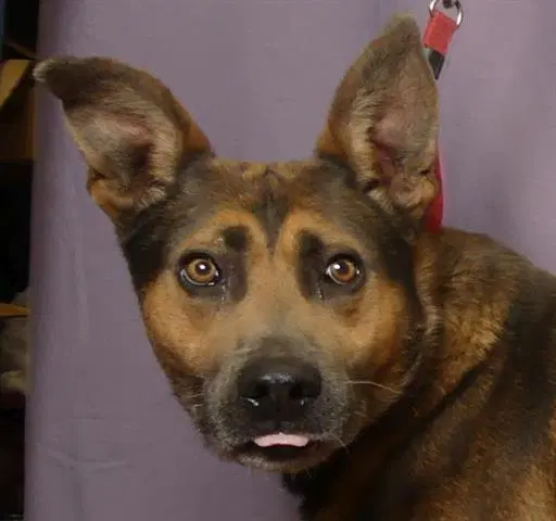 Dozer - German Shepherd Dog