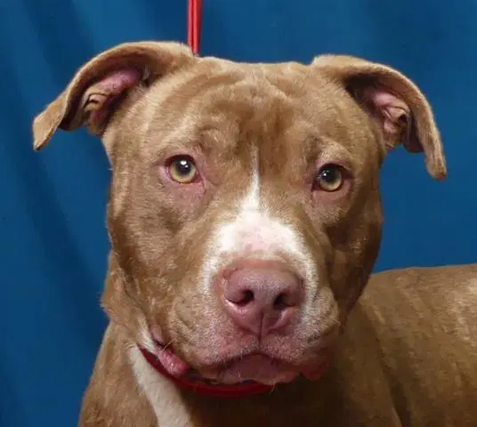 Hanna - Pit Bull Terrier
