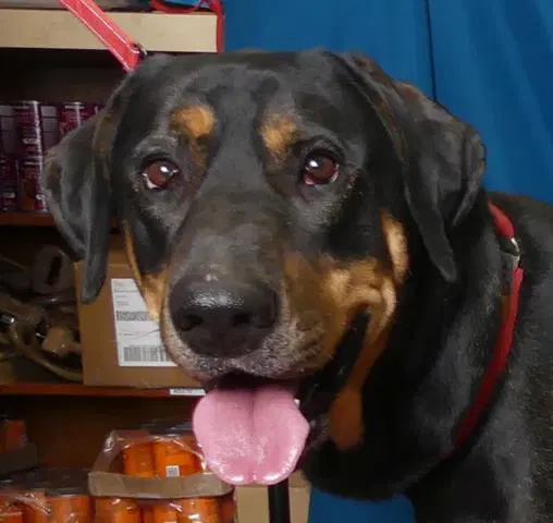 Andre - Mastiff