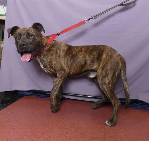 Tiny - Mastiff