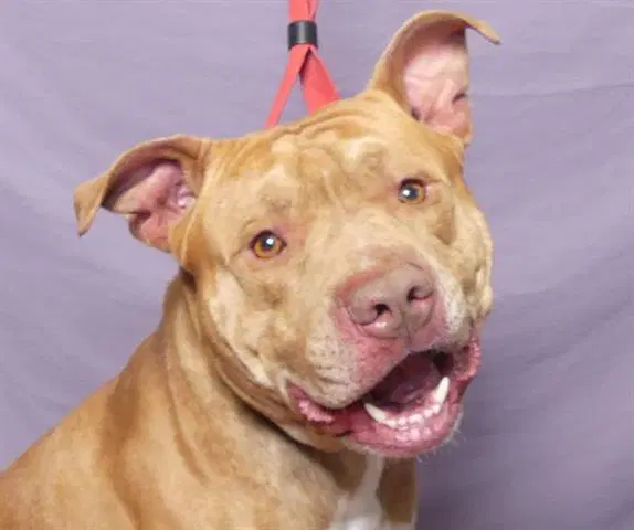Bam - Pit Bull Terrier