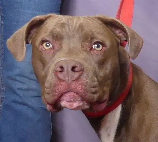 Ollie - Pit Bull Terrier