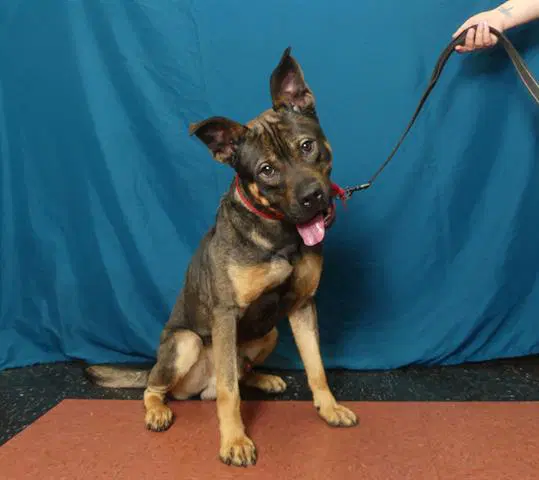 Broc - German Shepherd Dog