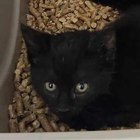 Ebony - Domestic Short Hair
