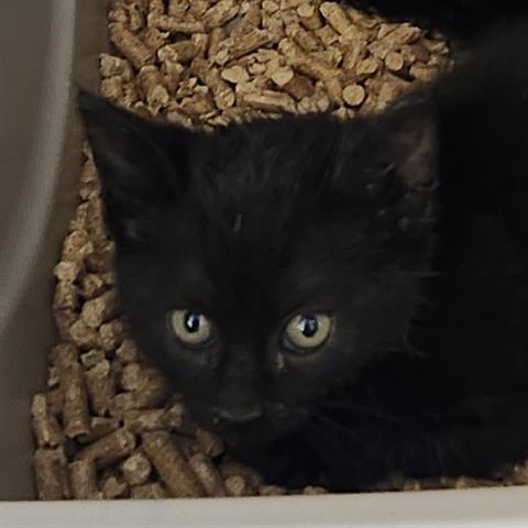 EBONY