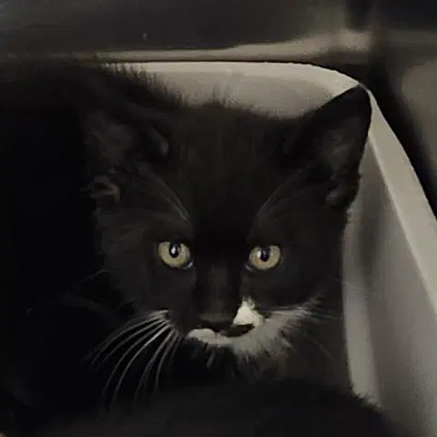 Oreo - Domestic Short Hair