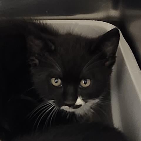 OREO