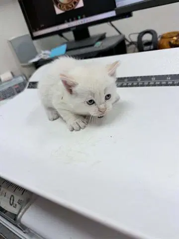 Kimchi - Domestic Short Hair