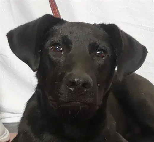 Buzz - Labrador Retriever