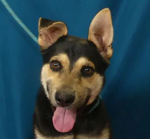 Mr Magoo - Australian Cattle Dog/Blue Heeler