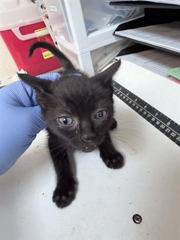 YUZU, a cat for adoption from Mendocino Animal Control - Ukiah