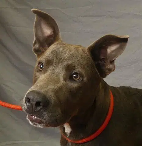 Bernardo - Pit Bull Terrier