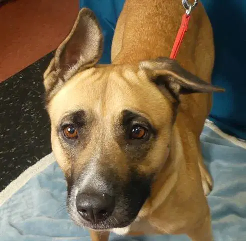 Zella - German Shepherd Dog