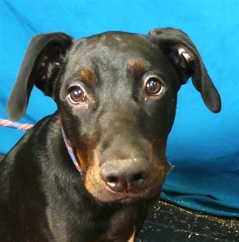 picture of the dog needing adoption