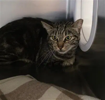 Unknown - Domestic Short Hair